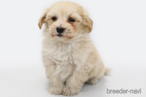 成約済の神奈川県のマルプー:マルチーズ×トイプードル-366448の2枚目